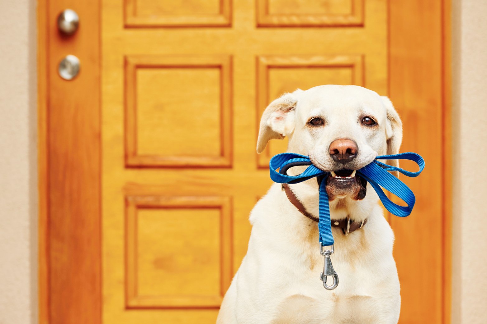 Dog with leash