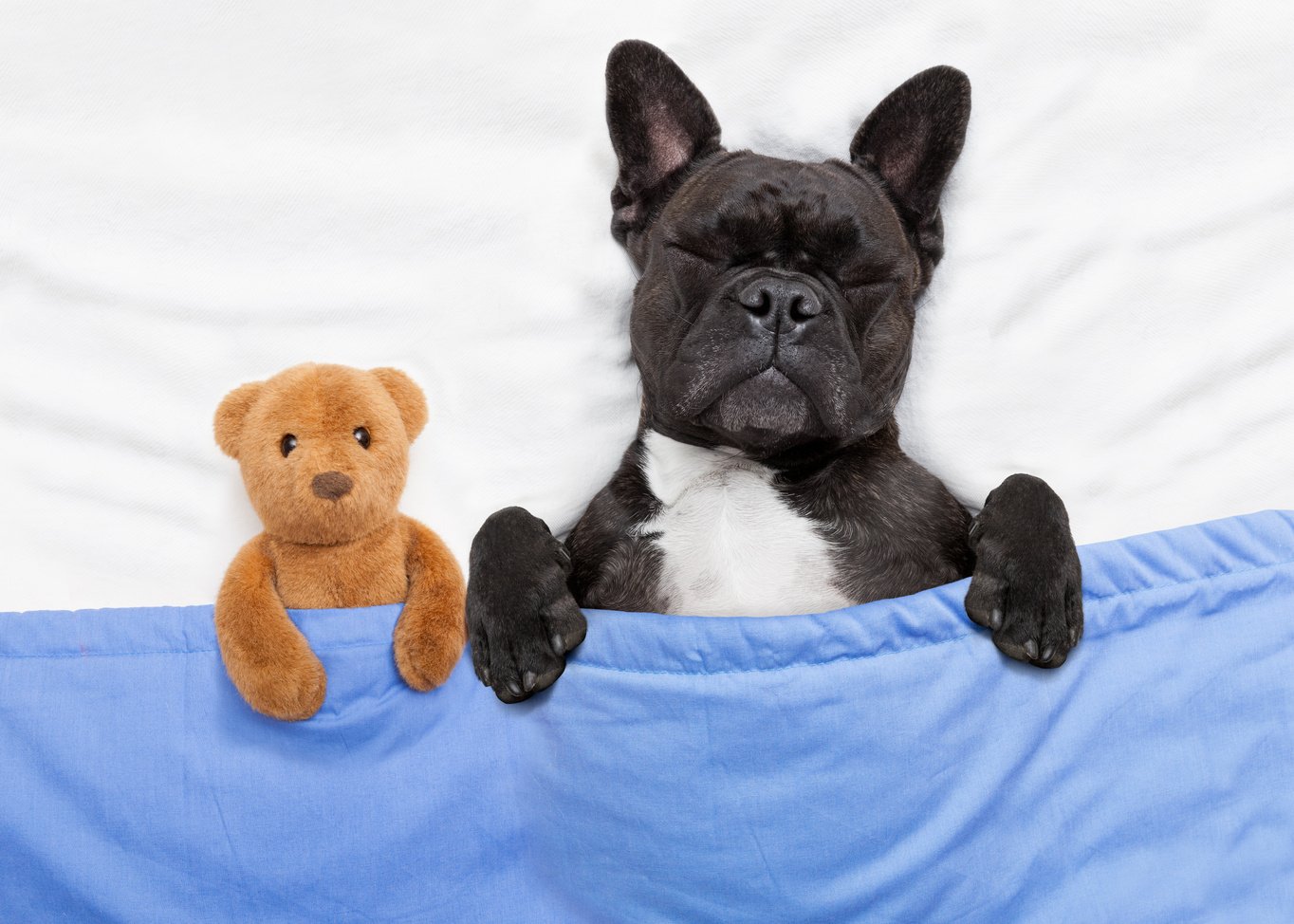 Dog Sleeping  in Bed